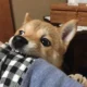 Niemo